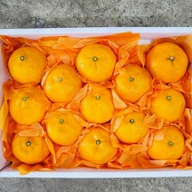 [17brix 고당도 선별] 제주 청정 카라향 선물용, 로얄과 5kg, 1개