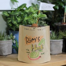 파라솔 그림봉투화분 스위트바질 애완식물 975EA, 본상품선택