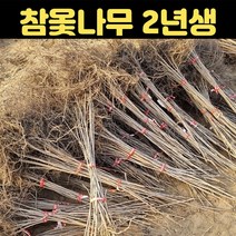 핫딜몬 고로쇠나무 약용수 약나무 1년생 묘목