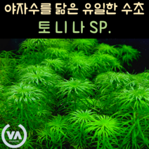 [비바소녀] 야자수를 닮은 토니나 sp. (5촉) / 인기수초 국민수초 초보수초 레이아웃, 토니나sp.(5촉)
