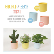 오너클랜 플라팜 샤베트화분 1호 125개 세트, 본품, 바나나