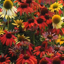 에키네시아 샤이엔스피릿 다년생야생화(종자 꽃씨앗 / 10립)Echinacea_Cheyenne_Spirit
