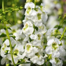 안젤로니아 세레니타 모든컬러(꽃씨앗 종자/ 10립)Angelonia Serenita, 화이트