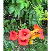 미국 능소화 15센치 포트