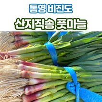 산지직송 남해 통영 풋마늘 잎마늘 1kg 1단, 1개