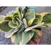 정화다육 다육식물 당인금철화 렌덤, 1개