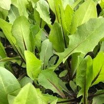 청년농부 각종 상추모종 5개 튼실한 쌈채소 주말농장 베란다텃밭 옥상텃밭 채소키우기, 적치커리