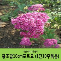 조팝나무 묶음모음, 조팝나무H0.8(80cm) 10주묶음