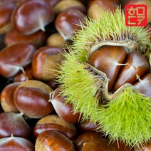 알밤 깐밤 칼집밤 22년 햇밤 공주밤 국내산 군밤포르단 에어프라이어군밤, 1개, 선택01. 알이 꽉찬 햇밤 1kg