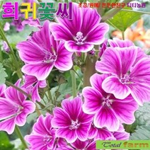 (꽃씨) 팝플러스 당아욱 10립, 상세페이지 참조