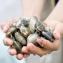 고창 하전 갯벌 제철 해감 바지락 국산 참바지락 바지락철 바지락살 동죽, 바지락 3kg