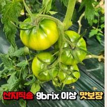 부산 고당도 대저 짭짤이 토마토 산지직송 GAP인증 프리미엄 로얄과 2S 2.5kg 1박스, L사이즈 2.5kg 1박스, 1개