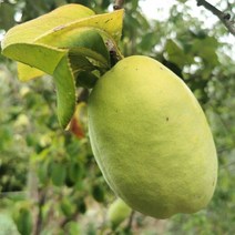 모과나무 (대실모과) R4-5 결실주, 1개