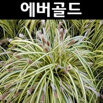 상록사초/에버골드 7치포트 1개/야생화 그래스