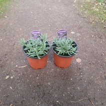 무배특가 1개발송 잉글리쉬라벤다 소품 야생화 월동식물 허브 102525, 1개