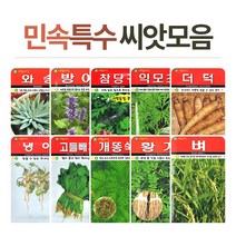 화분월드 민속 희귀 씨앗, 산미나리, 1개