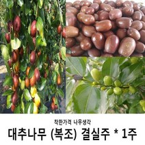 착한가격 나무생각 대추나무모음, 대추(복조)결실주, 9999개