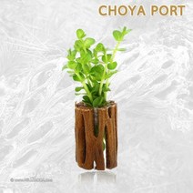 초보자도 키우기 쉬운 어항장식 포트수초 200종 모음, 84번) 초야포트수초 로탈라그린