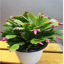 에덴농원 명품 개발선인장(빨간색) 꽃망울이 가득해요 ( 가격이 인하되어서 들어왔어요), 1개