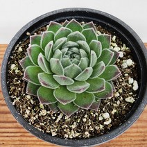 에덴플랜트 그린게이블 바위솔 월동 다육이 노지월동 플랜테리어 초보다육 키우기쉬운식물, 1개