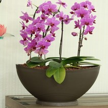 국산 대형 플라스틱 타원형 화분 400사이즈 플라스틱화분 대형화분 타원형화분 거실화분 베란, 메탈그레이