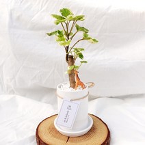 무늬 파비안 파비앙 미니나무 공기정화식물 키우기 쉬운 화분, 화이트