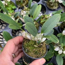 석곡 엉펑 엉펑석곡 석곡엉펑 (1포트) 덴드로비움 엉펑석곡