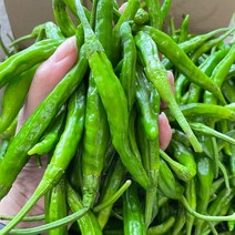 대감댁 국산 못난이 꽈리고추 500g 햇고추