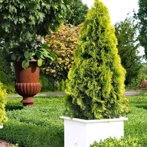 같이가치농원 측백나무 묘목 (골든스마라그드) 삽목1년 25주묶음