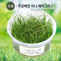 자연과사람 무균 배양수초 미니 헤어그라스, 1개