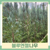 블루엔젤나무 묘목 삽목1년생 포트묘 3개