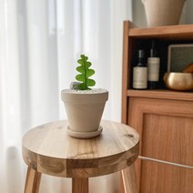 수풀플랜트 피쉬본 피쉬본선인장 생선뼈선인장 미역선인장, 피쉬본 선인장, 독일 토분 그래니트 크림 화이트, 1개