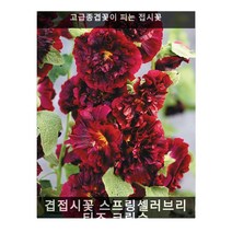 꽃이 계속피는 씨앗... - (백일홍 프로퓨젼 화이트 10립), 겹접시꽃 스프링셀러브리티즈 크림슨 10립/고급종