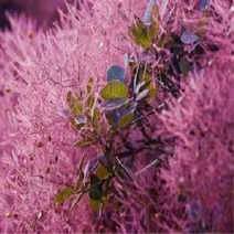 [아름다운갤러리] 자엽안개나무 (삽목 4년 분) 로얄 퍼플 전국 식재 가능