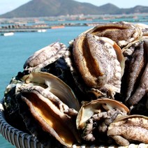 [TV홈쇼핑정품 인포벨]100% 완도 팔팔 전복 대사이즈 22미 국내산 직배송 완도산 활전복 직거래 선물, 본품, 1개