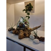 테라리움 이끼아띠(완제품)20cm 나무+유리+식물디자인 픽업상품 플랜테리어 공간장식 실내공기정화 반려식물 선물 단체주문제작 클래스문의
