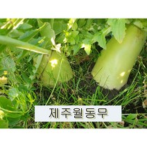 [돌팡]제주월동세척무 10KG 20KG, 20kg(18~22내외)