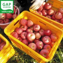 GAP인증 경북 영주 풍기사과 홍로사과 제수용사과 추석선물 5kg, 1박스, 홍로사과 1번 특과 5kg 11~12과