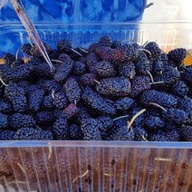 고창 토종 냉동 오디 10kg(벌크) / 고창오디 오디 냉동오디