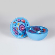 동물 세포 구조 모형(단면)6145 SSG