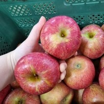 청송 안동 부사 사과 5kg 10kg, 대과10kg