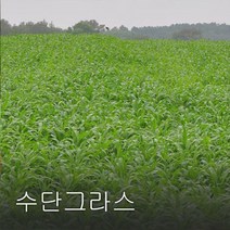 엔앤케이 수단그라스 씨앗 1kg 녹비작물 종자