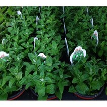 허브 / 페퍼민트 10cm 포트 (전국노지월동) 10주, 스피아민트 포트 (전국노지월동) / 10주