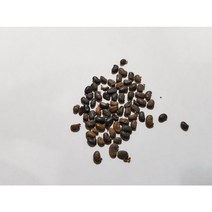 아카시아나무씨앗50g(2000립), 2000개