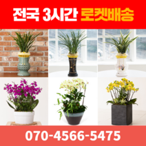 [ 전국 당일 3시간 배송 ] 동양란 / 서양란 전지역 3시간 배송! 전국꽃배달 (주)화신플라워, 7. 명품태양금