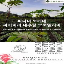 (커피생두) 파나마 보케테 파카마라 내추럴 브로멜리아, 1kg, 1개