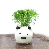 [바보사랑] 수초-흰둥이 포트 물수세미-귀여운 수족관 꾸미기, 상세 설명 참조, 상세 설명 참조
