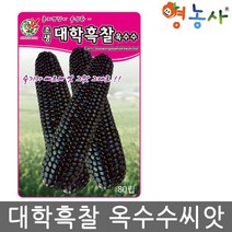 대학흑찰 옥수수씨앗 /80립 대학찰 옥수수 씨앗, 대학흑찰옥수수씨앗