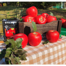 [청춘사과농장] 가정용 흠집사과 경북 문경 부사사과 5kg 10kg, [인기] 가정용 흠집 사과, 가정용 흠집사과 10kg 대 (28~32과)