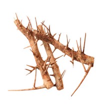 가시유목 테라 팔루다리움용 소 (약26cm후)